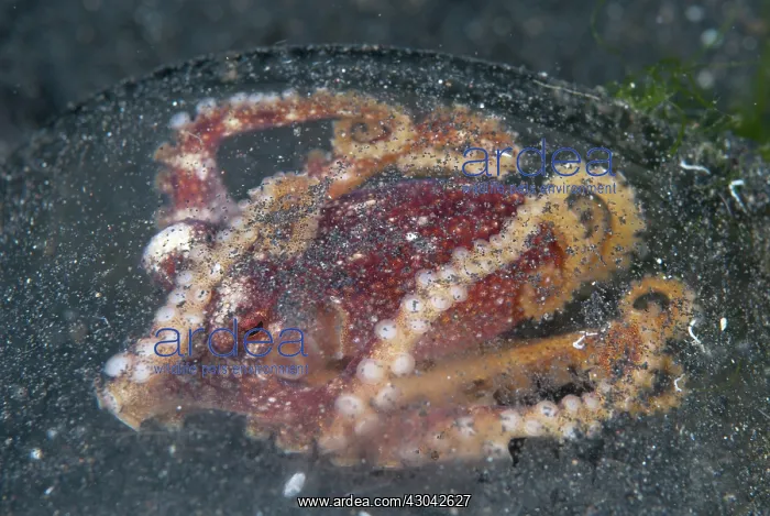  : Poison Ocellate Octopus in glass