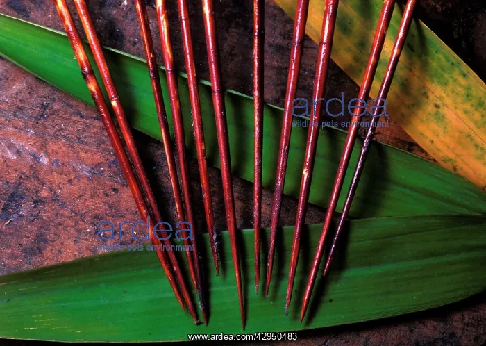 : Poisoned Darts - made from Bamboo : Poisoned Darts - made from Bamboo