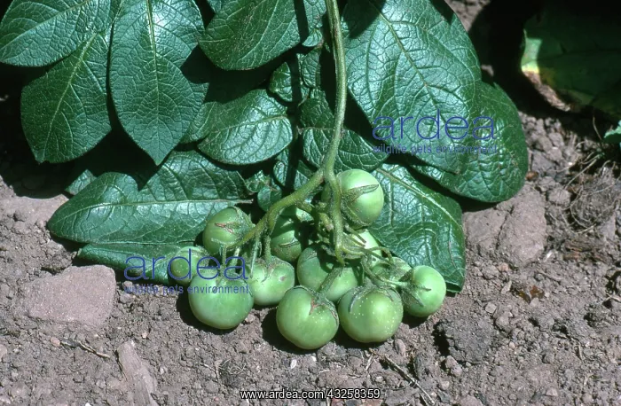 : Poisonous Potato Fruits : Poisonous Potato Fruits