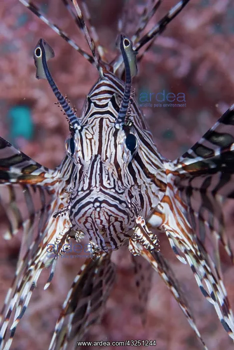 : Poisonous Red lionfish (Pterois volitans) : Poisonous Red lionfish (Pterois volitans)