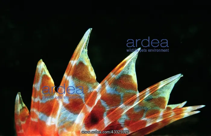 : Poisonous spines of a Scorpionfishe (Scorpaena maderensis) : Poisonous spines of a Scorpionfishe (Scorpaena maderensis)