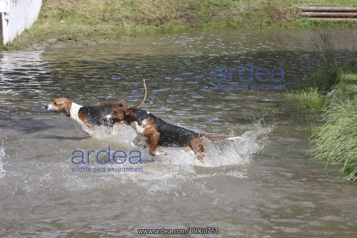 : Poitevins running in water : Poitevins running in water