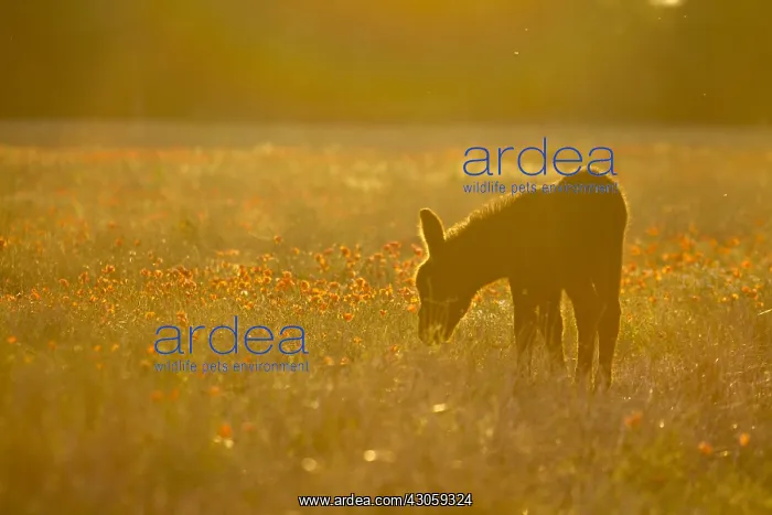 : Poitou colt at sunset France : Poitou colt at sunset France