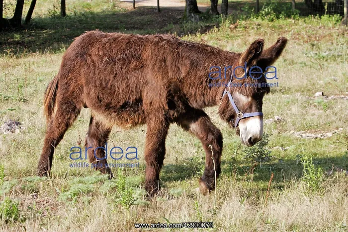 : Poitou Donkey