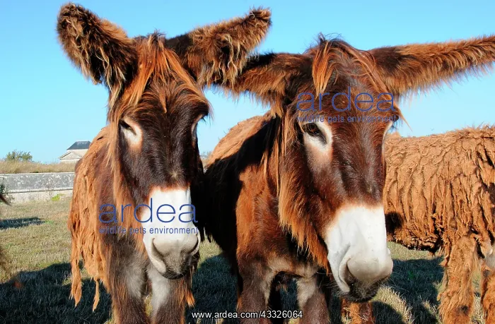 : Poitou donkey (Equus asinus) Poitou, France : Poitou donkey (Equus asinus) Poitou, France
