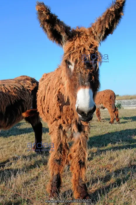 : Poitou donkey (Equus asinus) Poitou, France : Poitou donkey (Equus asinus) Poitou, France
