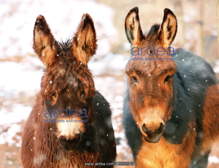 : Poitou Donkey and normal Donkey (on right) - facing camera : Poitou Donkey and normal Donkey (on right) - facing camera