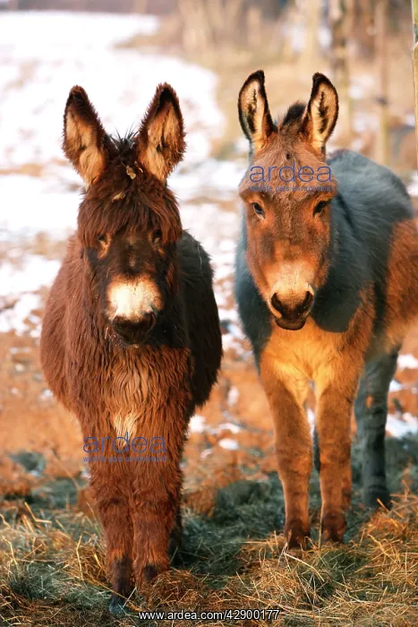 : Poitou Donkey and normal Donkey (on right) - facing camera : Poitou Donkey and normal Donkey (on right) - facing camera