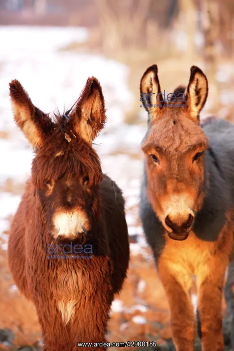 : Poitou Donkey and normal Donkey (on right) - facing camera : Poitou Donkey and normal Donkey (on right) - facing camera