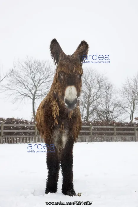  : Poitou Donkey - standing in snow