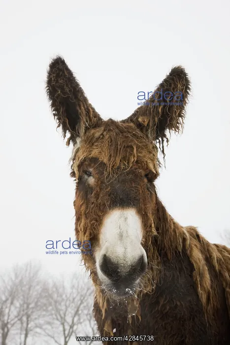  : Poitou Donkey - in winter snow