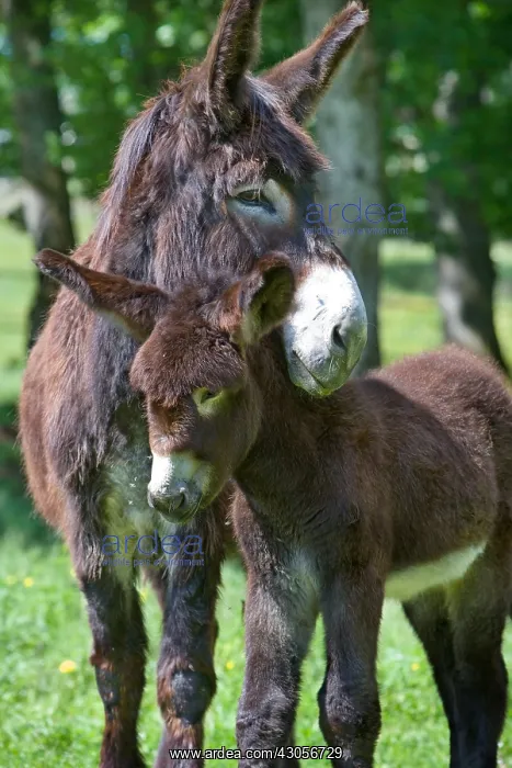  : Poitou she-ass and foal in a meadow France