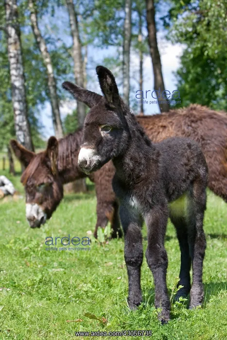 : Poitou she-ass and foal in a meadow France : Poitou she-ass and foal in a meadow France