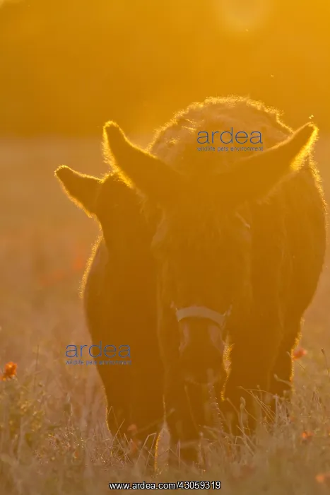 : Poitou she-donkey and colt at sunset France : Poitou she-donkey and colt at sunset France