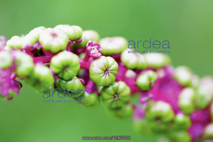 : Poke Root, Poke weed, Phytolacca americana : Poke Root, Poke weed, Phytolacca americana