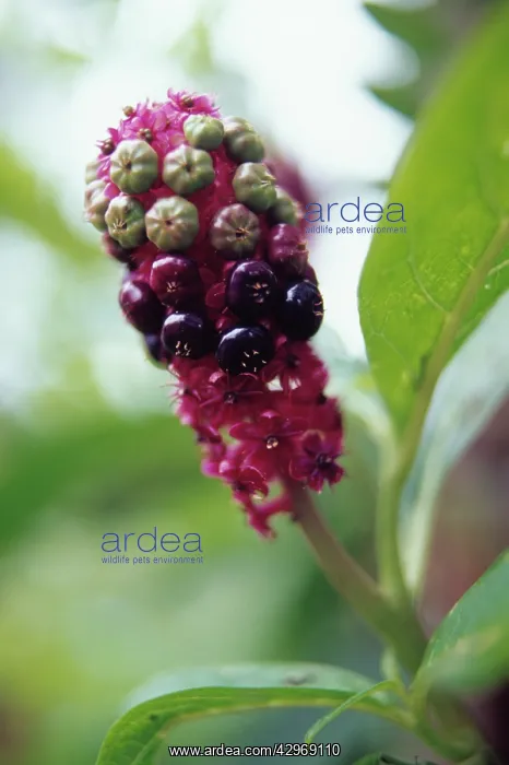 : Poke Root, Poke weed, Phytolacca americana : Poke Root, Poke weed, Phytolacca americana
