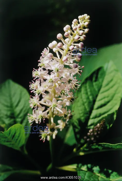 : Poke Root, Poke weed, Phytolacca americana : Poke Root, Poke weed, Phytolacca americana