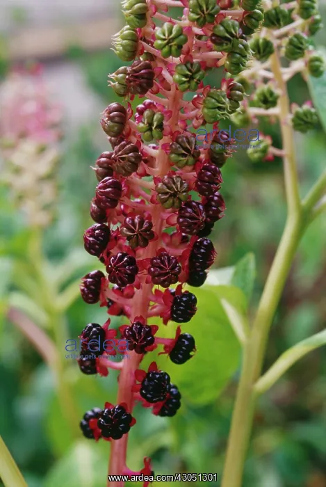 : Poke Root, Poke weed, Phytolacca americana : Poke Root, Poke weed, Phytolacca americana