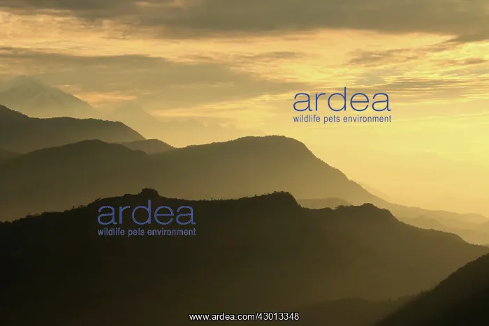 : Pokhara mountains at dawn : Pokhara mountains at dawn