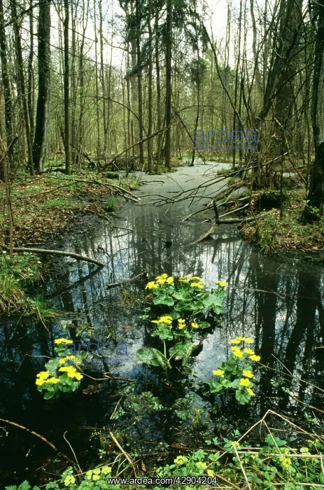 : POLAND - aquatic plants in flower : POLAND - aquatic plants in flower