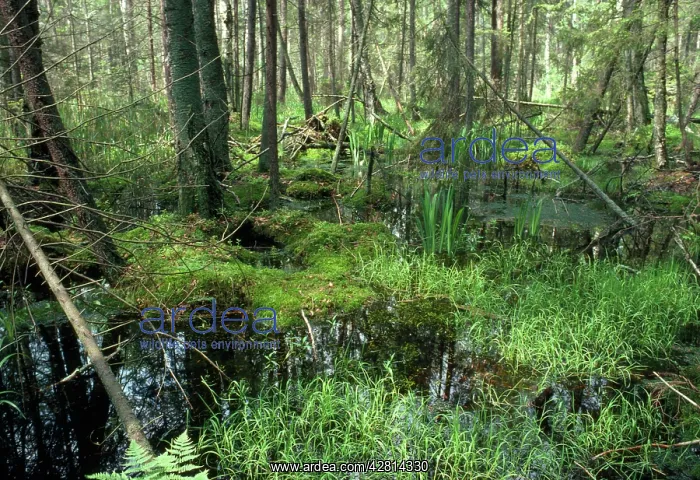  : Poland - Bialowieza Forest