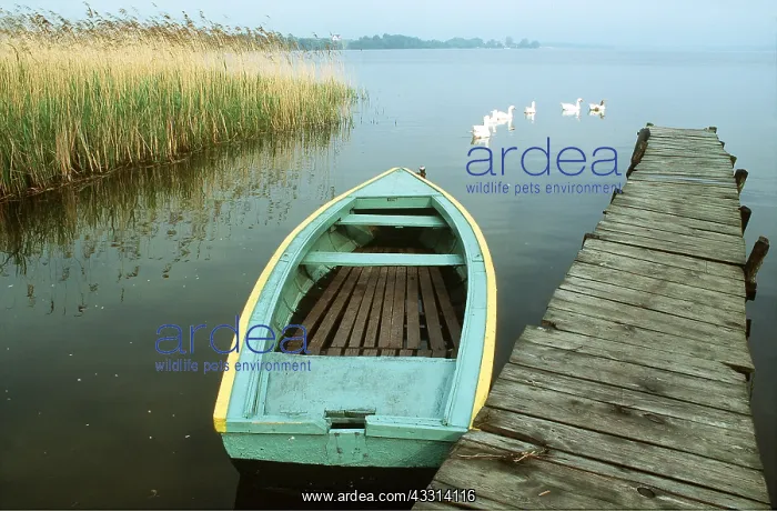 : POLAND - boat at jetty. Flock of geese : POLAND - boat at jetty. Flock of geese