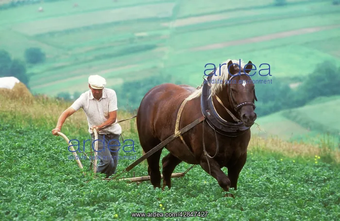  : Poland - Farmer working on land with horse