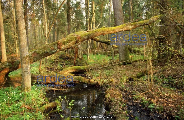  : Poland - Forest