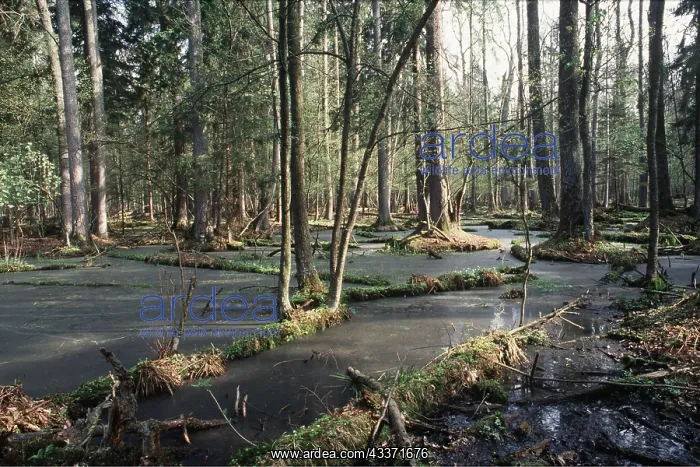  : POLAND - Forest