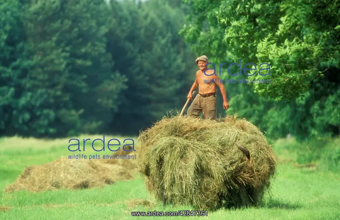 : POLAND - Hay wagon with man on top : POLAND - Hay wagon with man on top