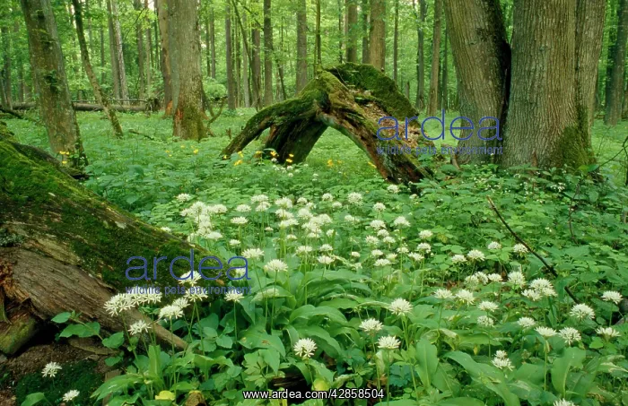: Poland - mass of Ramsons : Poland - mass of Ramsons