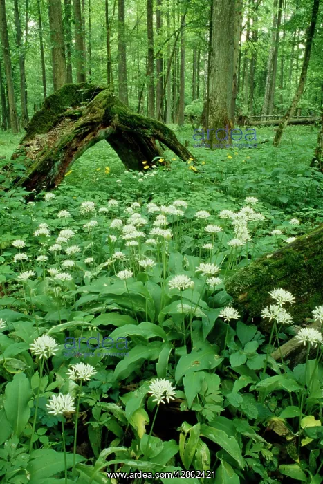 : POLAND - Ramsons / wild Garlic in flower in old forest : POLAND - Ramsons / wild Garlic in flower in old forest