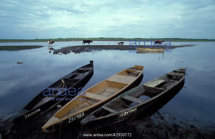 : Poland - Wooden boats at the bank of the River Biebrza : Poland - Wooden boats at the bank of the River Biebrza