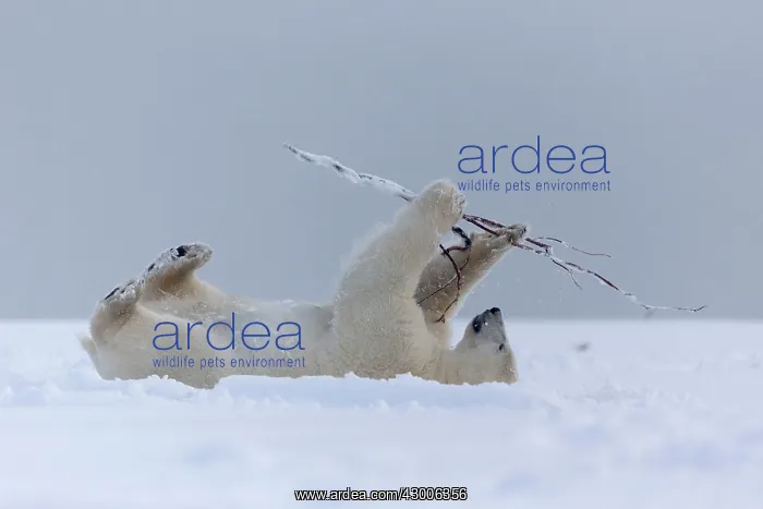 : Polar Bear 10 month old cub playing in the snow : Polar Bear 10 month old cub playing in the snow