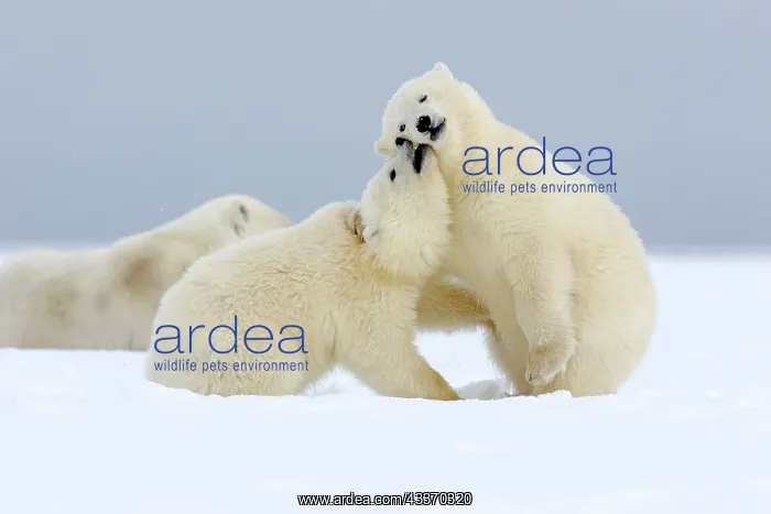: Polar Bear - 2 cubs playing - along a barrier island : Polar Bear - 2 cubs playing - along a barrier island