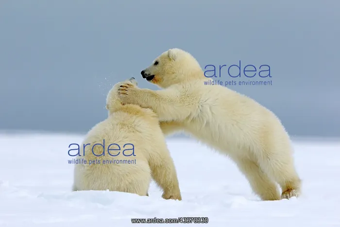 : Polar Bear - 2 cubs playing - along a barrier island : Polar Bear - 2 cubs playing - along a barrier island