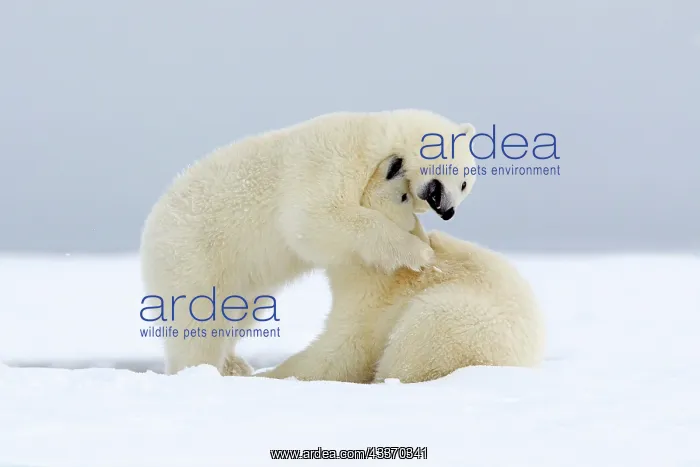 : Polar Bear - 2 cubs playing - along a barrier island : Polar Bear - 2 cubs playing - along a barrier island