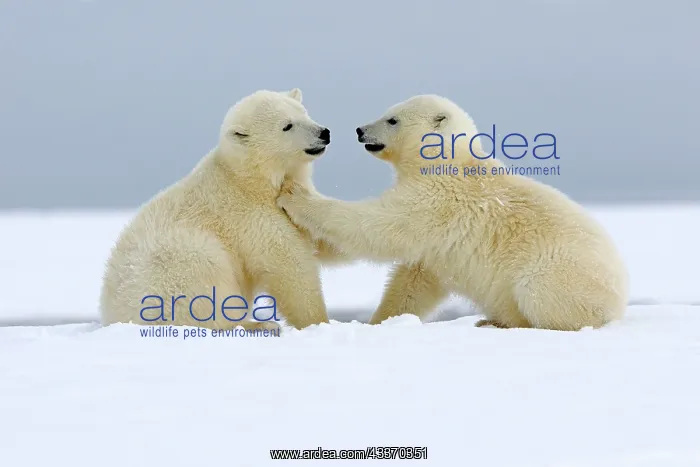 : Polar Bear - 2 cubs playing - along a barrier island : Polar Bear - 2 cubs playing - along a barrier island