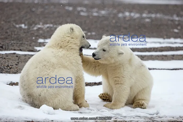 : Polar Bear 2 one year old cubs playing together Autumn : Polar Bear 2 one year old cubs playing together Autumn