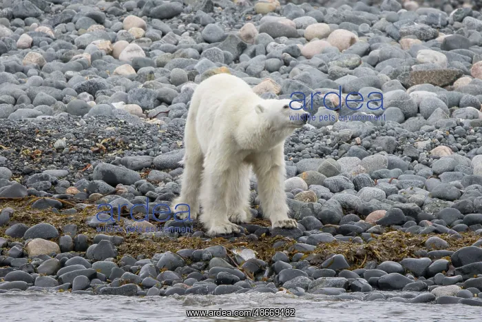 : Polar Bear 214 : Polar Bear 214