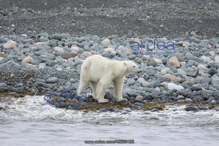 : Polar Bear 218 : Polar Bear 218