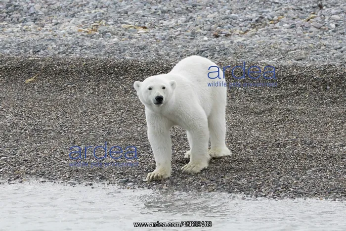 : Polar Bear 223 : Polar Bear 223