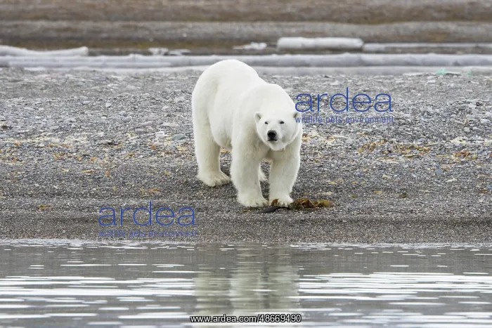 : Polar Bear 235 : Polar Bear 235