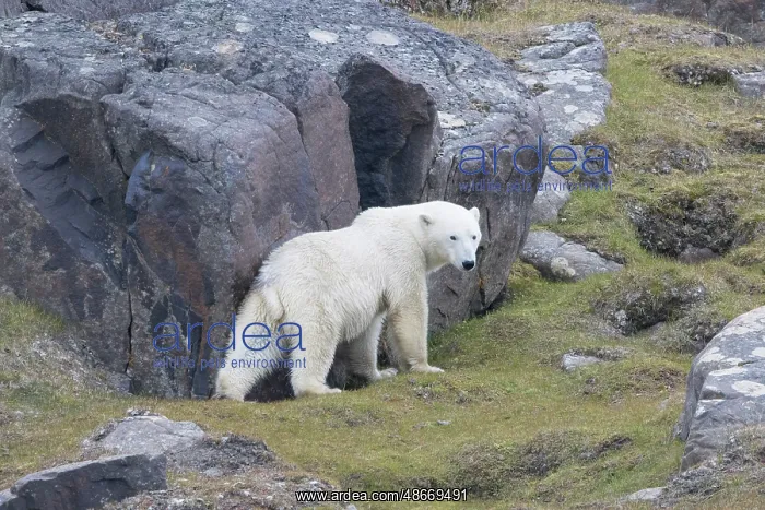 : Polar Bear 239 : Polar Bear 239