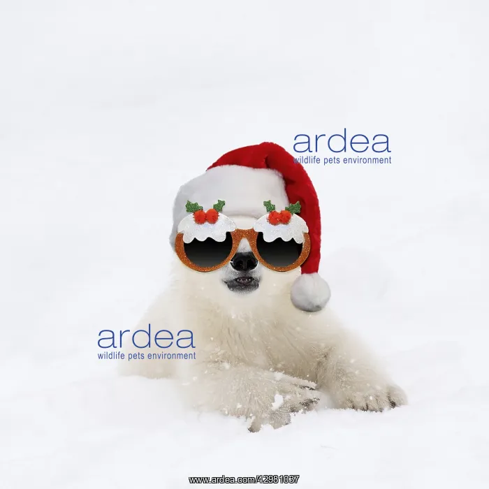 : Polar Bear, 4 month old cub wearing Christmas : Polar Bear, 4 month old cub wearing Christmas