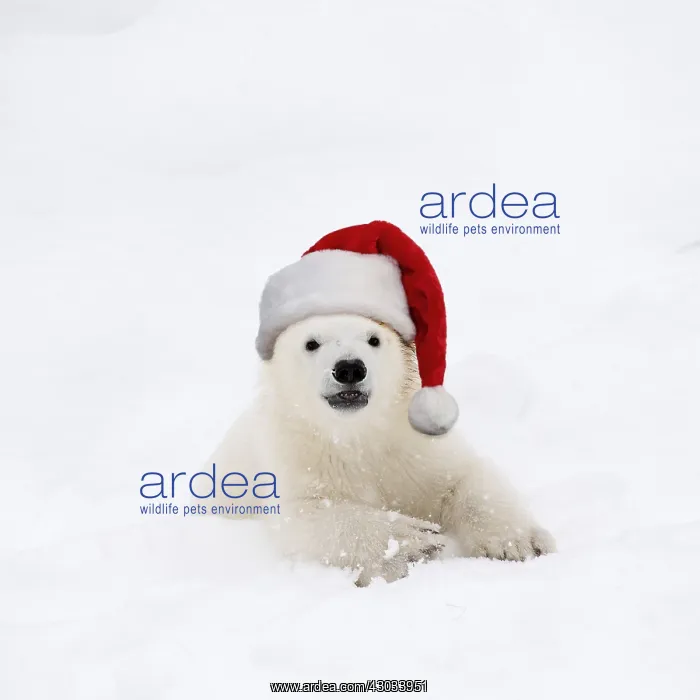 : Polar Bear, 4 month old cub wearing Christmas : Polar Bear, 4 month old cub wearing Christmas
