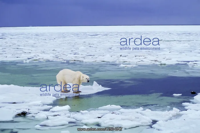 : Polar Bear : Polar Bear