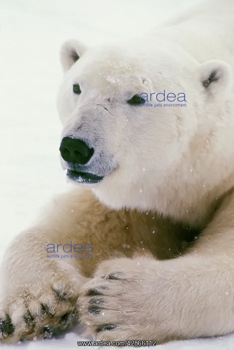  : Polar bear