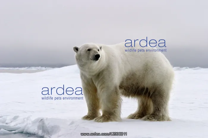 : Polar Bear : Polar Bear