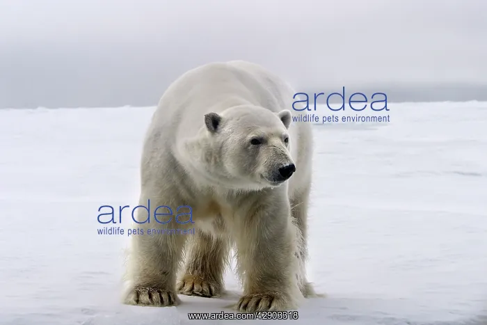 : Polar Bear : Polar Bear